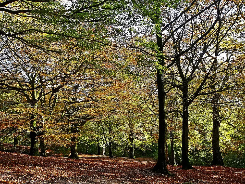 Judy Woods, the local landmark of BD12